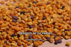 Propolis Ne İşe Yarar?