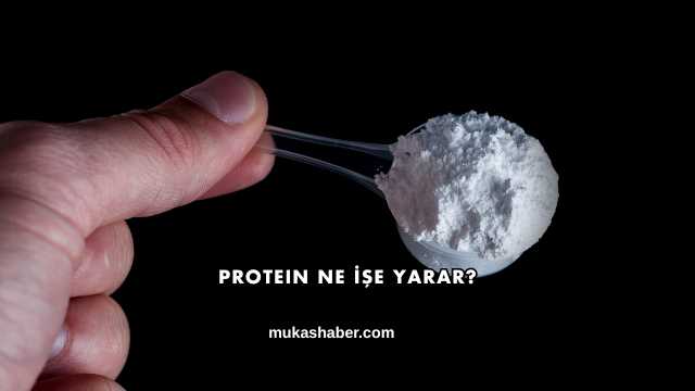 Protein Ne İşe Yarar?