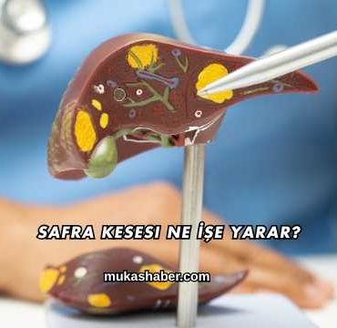 Safra Kesesi Ne İşe Yarar?