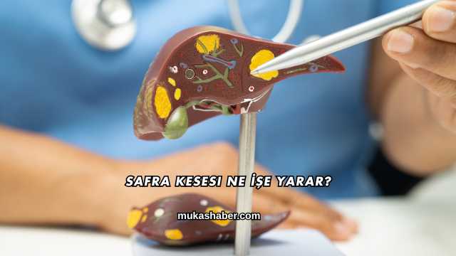 Safra Kesesi Ne İşe Yarar?