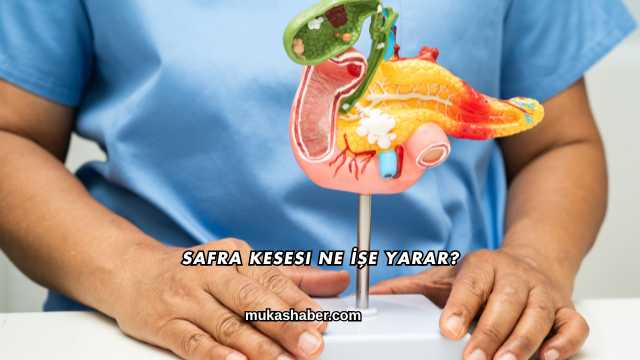 Safra Kesesi Ne İşe Yarar?
