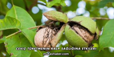 Ceviz Tüketmenin Kalp Sağlığına Etkileri